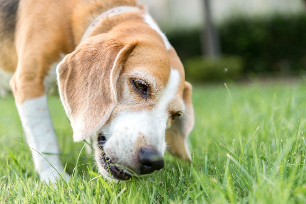 Ilustrasi anjing makan rumput.