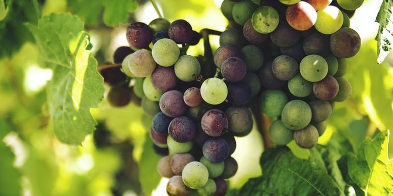 Simak, Cara Menanam Anggur Dalam Pot untuk Pemula