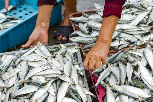 17 Tahun Vakum, Maluku Utara Kembali Ekspor Produk Perikanan