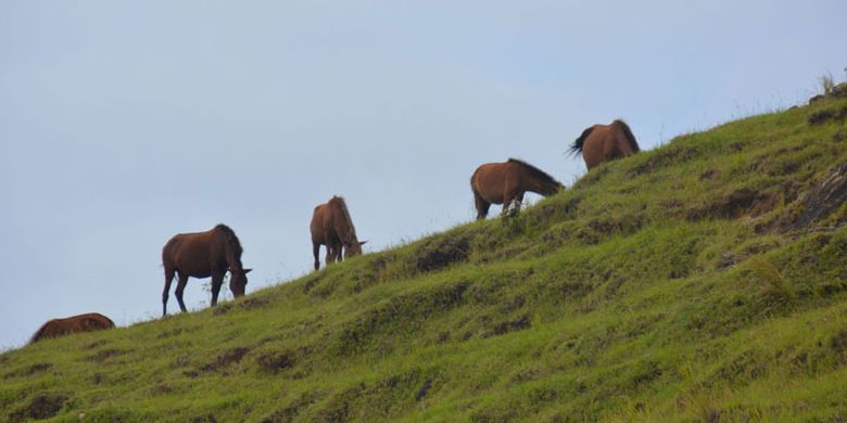 Kuda sumba sedang makan rumput di bukit savana menuju ke kawasan Taman Nasional Menupeu Tanah Daru dan Laiwangi Wanggameti di Pulau Sumba. Ratusan kuda, sapi dan kerbau dilepasliarkan di padang savana, Sabtu (25/3/2017). Ini merupakan salah satu daya tarik wisatawan berkunjung ke Pulau Sumba, di Nusa Tenggara Timur.