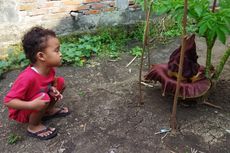 Bunga Bangkai Tumbuh di Pekarangan Rumah Warga Lamongan, BKSDA: Fenomena Langka