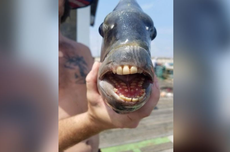 Fakta Ikan Sheepshead, Ikan Unik dengan Gigi Mirip Manusia