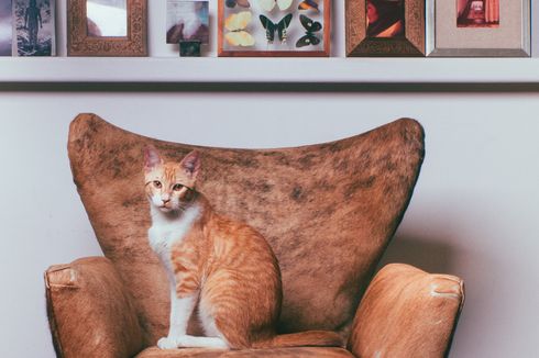 Berapa Lama Kucing Peliharaan Bisa Ditinggal Sendirian di Rumah? 