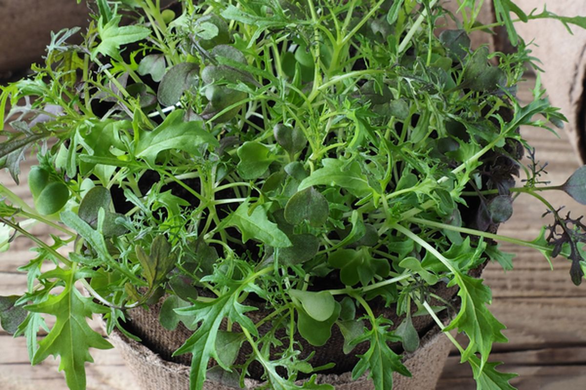 Ilustrasi tanaman sayuran mizuna, menanam mizuna di pot. 