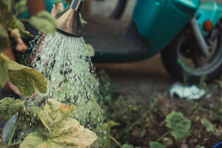 Lakukan penyiraman dengan tepat agar tanaman tak kekurangan air atau kelebihan air.