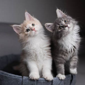Ilustrasi dua ekor kucing.