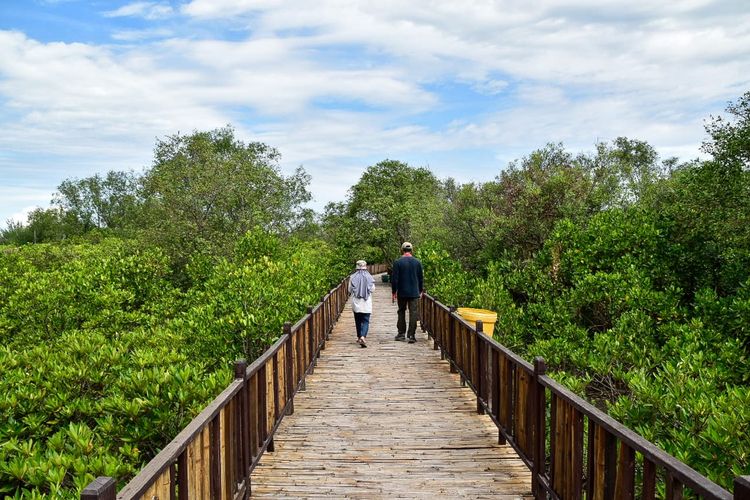 Kebun Raya Mangrove Gunung Anyar, salah satu tempat wisata Surabaya yang bisa dikunjungi.