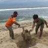 Penyu Seberat 30 Kilogram Ditemukan Mati di Pantai Sepanjang