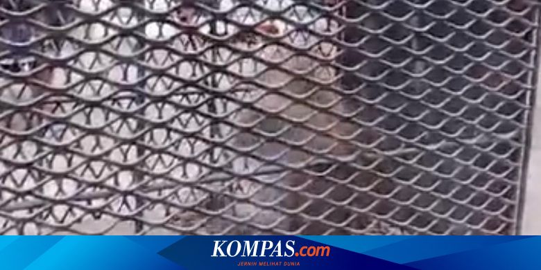 Akhirnya Monyet Liar di Pasuruan Tertangkap, Warga Senang