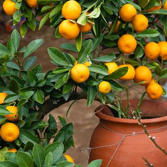 Ilustrasi pohon jeruk dalam pot