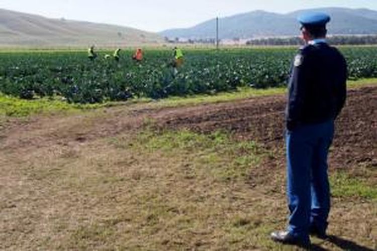 Seorang sipir mengawasi sejumlah narapidana yang sedang bekerja di sebuah kebun brokoli di lingkungan sebuah lembaga pemasyarakatan di negara bagian New South Wales, Australia.