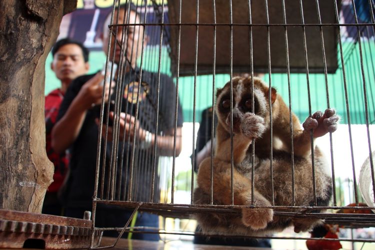 Wakapolres Cirebon, Kompol Jarot Sungkowo menunjukan salah satu hewan lindung yang diamankan satuan reskrim dari pasar ayam weru, Sabtu (3/11/2018). Hewan lindung lainya adalah: dua ekor kukang jawa, dua ekor elang tikus dewasa, tiga ekor elang bondol anak, dan satu ekor elang hitam. 