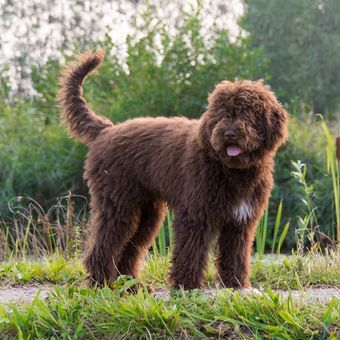 Ilustrasi anjing Barbet.