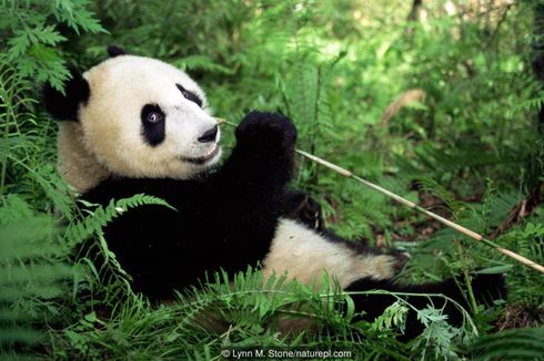 12 Ekor Panda di China Kehilangan Lingkaran Hitam Matanya