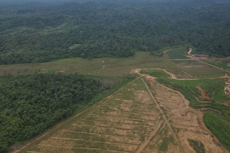 Pembukaan hutan di Aceh untuk sawit dan tambang ilegal. 