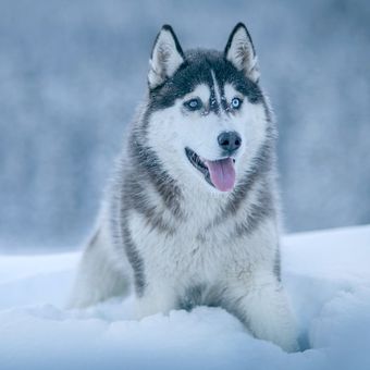 Ilustrasi anjing Siberian husky