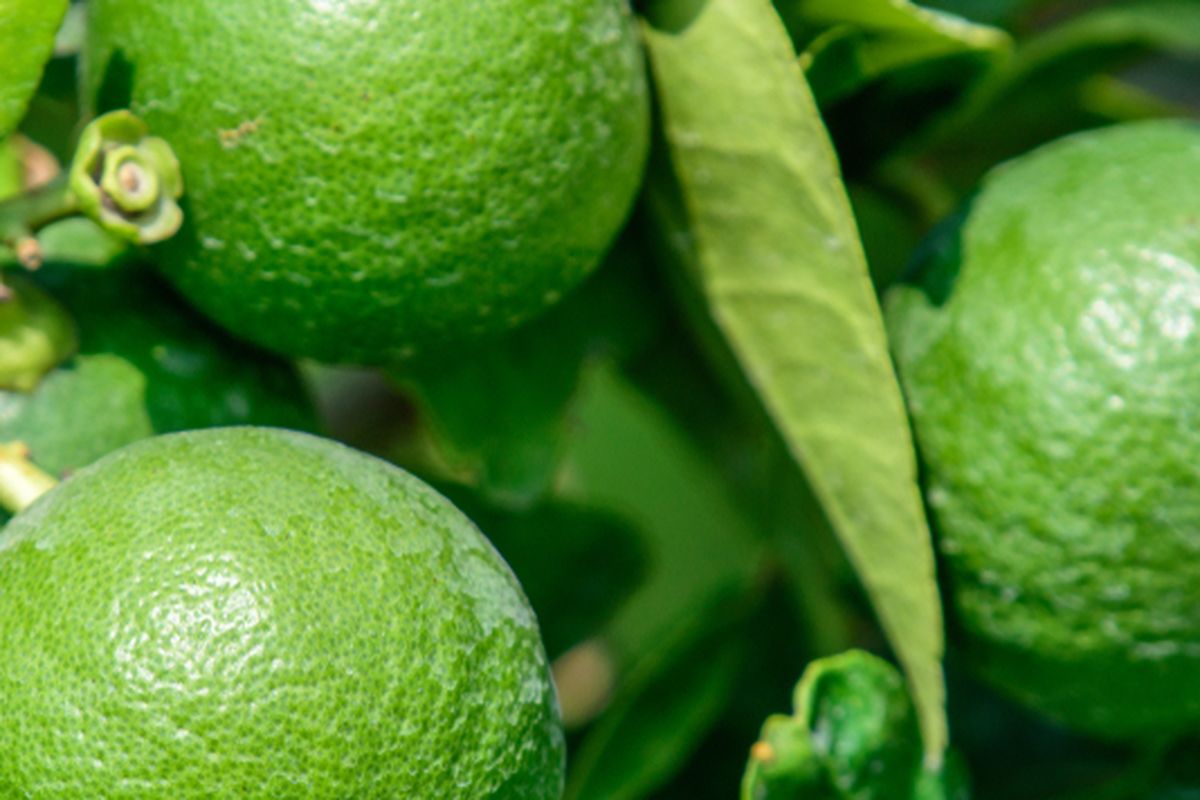 Ilustrasi tanaman jeruk nipis (Citrus aurantifolia). 