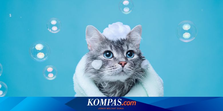 Cara Memandikan Kucing, Ikuti 10 Langkah Ini