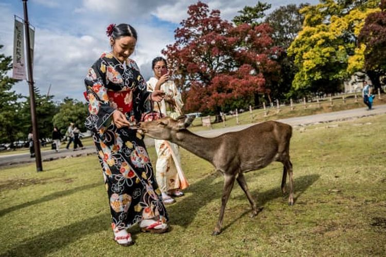 Taman Nara di Jepang yang terkenal dengan rusa-rusa yang berkeliaran bebas. 
