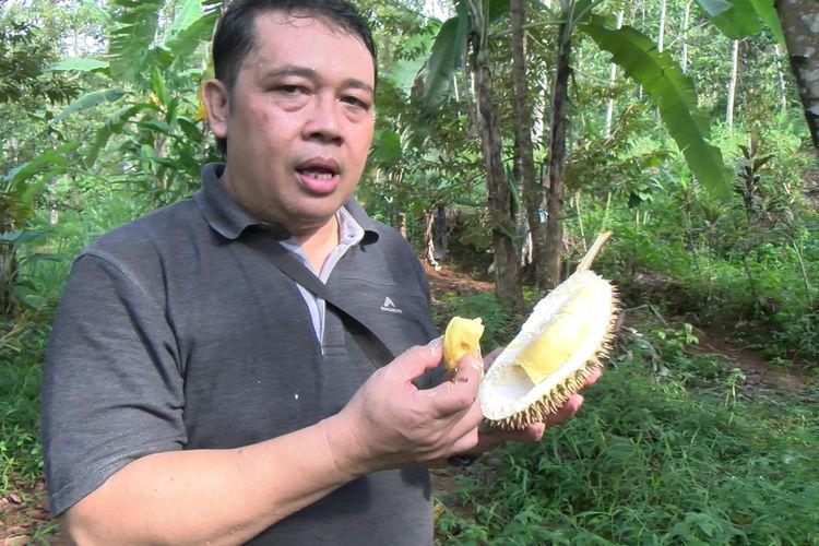 Susilo salah seorang penikmat durian matahari di Desa Lemahabang, Doro, Kabupaten Pekalongan Jawa Tengah.