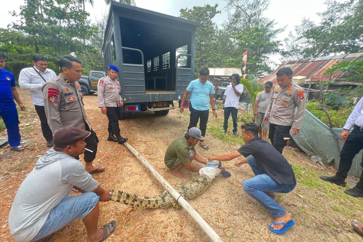 Buaya Laut yang Resahkan Warga Bangka Barat Ditangkap Saat Berjemur