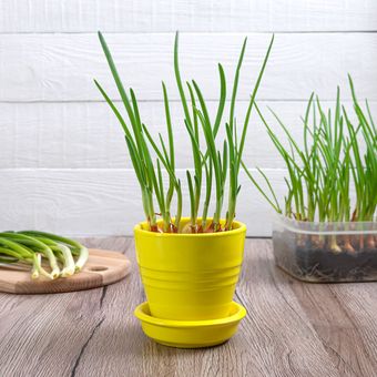 Menanam bawang merah di pot