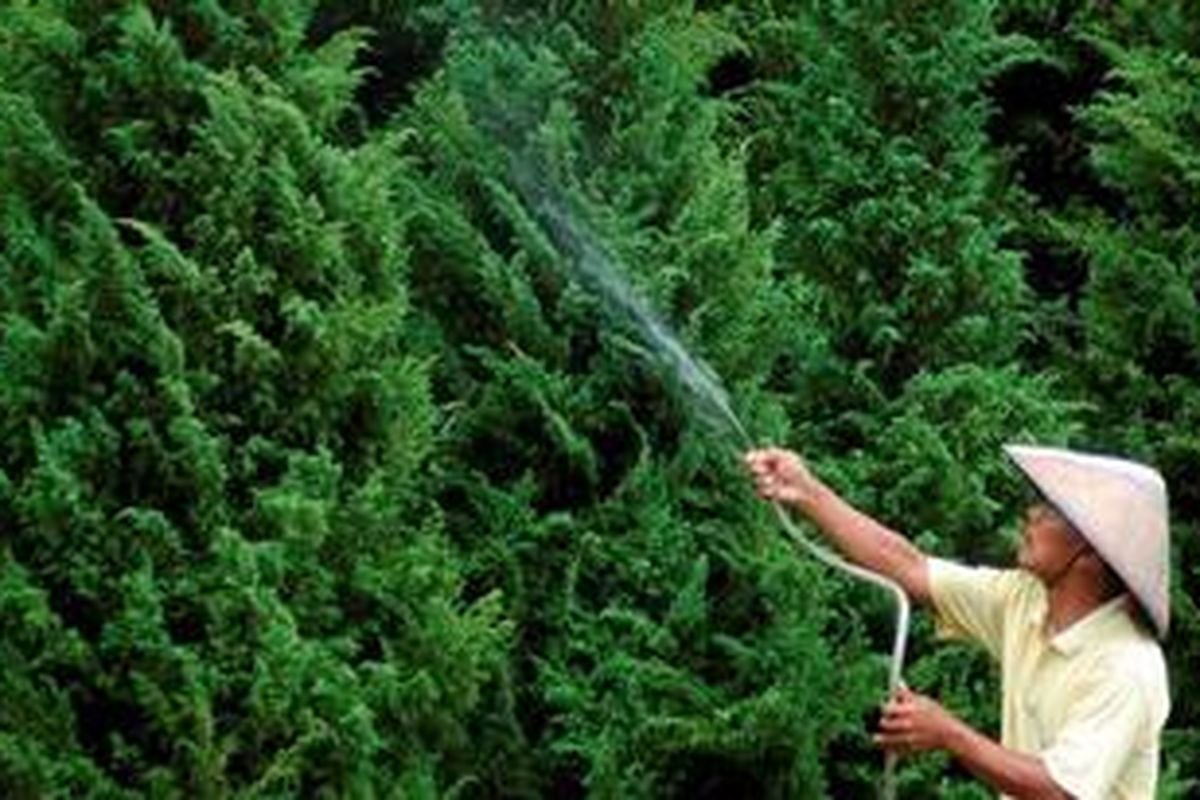 Tatan (40) menyiram pohon Cemara Afrika yang dijualnya di Jalan Raya Panjang, Kelapa Dua, Kebon Jeruk, Jakarta Barat, Rabu (8/12/2010). Mendekati Natal banyak orang yang mencari pohon cemara untuk dijadikan pohon natal. Untuk cemara ukuran sedang dipatok harga Rp 750.000 dan Rp 4,5 juta untuk yang besar.