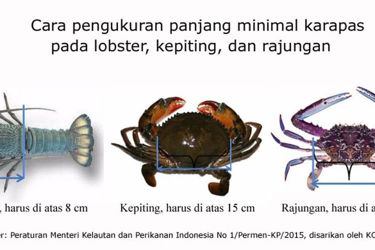 Cara mengukur panjang karapas lobster, kepiting, dan rajungan.
