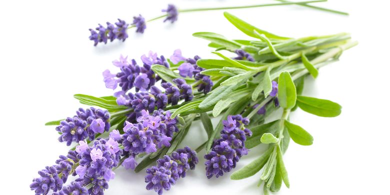 7 Cara Mengusir Nyamuk Menggunakan Bahan Alami Halaman All Kompas Com