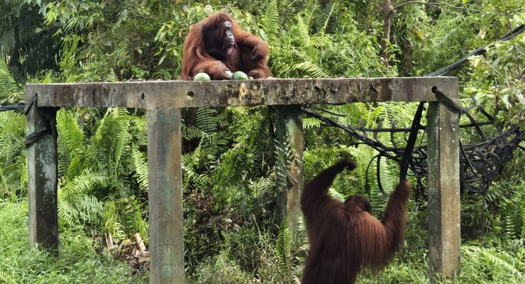 Dari Kawasan Lindung IKN, 6 Orangutan Dilepasliarkan ke Kehje Sehwen 