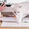 Ini Alasan Kucing Suka Duduk di Atas Keyboard Laptop