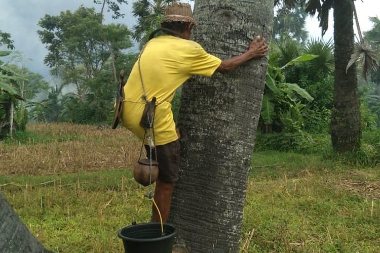 Dari Pohon Siwalan ke Meja Makan, Perjuangan Purahbi Mencari Nafkah