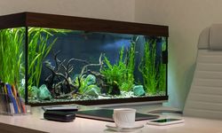 Akuarium dan Kesehatan Mental: Terapi Visual yang Jarang Disadari