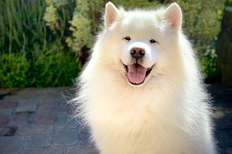 Samoyed