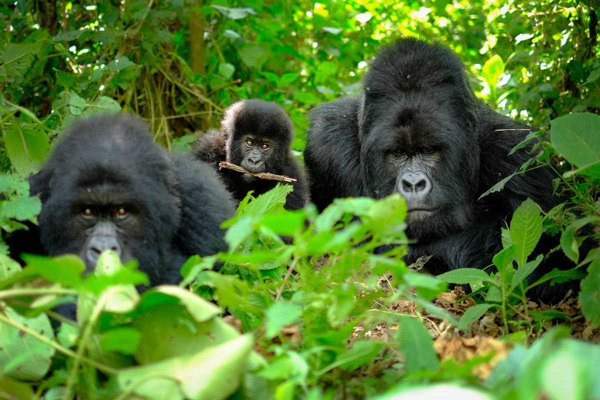 Ilustrasi gorila hutan.