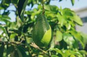 Dipicu Pemanasan Global, Kota Produsen Jeruk di Jepang Berganti jadi Produsen Alpukat