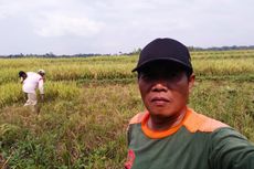 Pupuk Hilang di Pasaran, Petani: Kita Mau Makan Apa Besok...