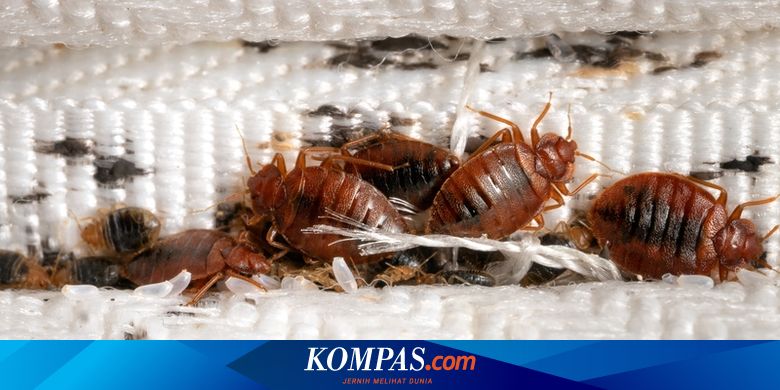 Susul Perancis dan Inggris, Wabah Kutu Busuk Hantui Warga Korea Selatan