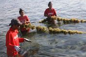 Dulu Krisis, Petani Sumba Timur Kini Panen Enam Ton Bibit Rumput Laut