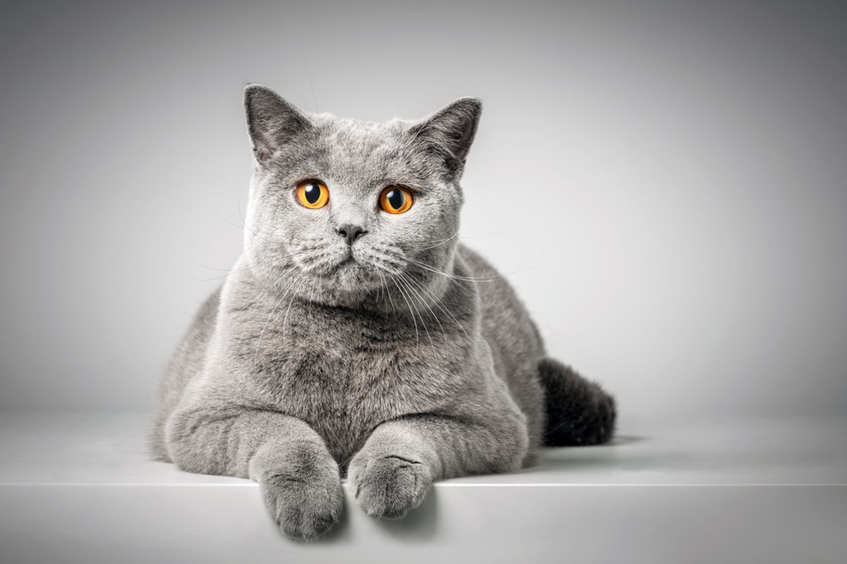 Ilustrasi kucing British shorthair.