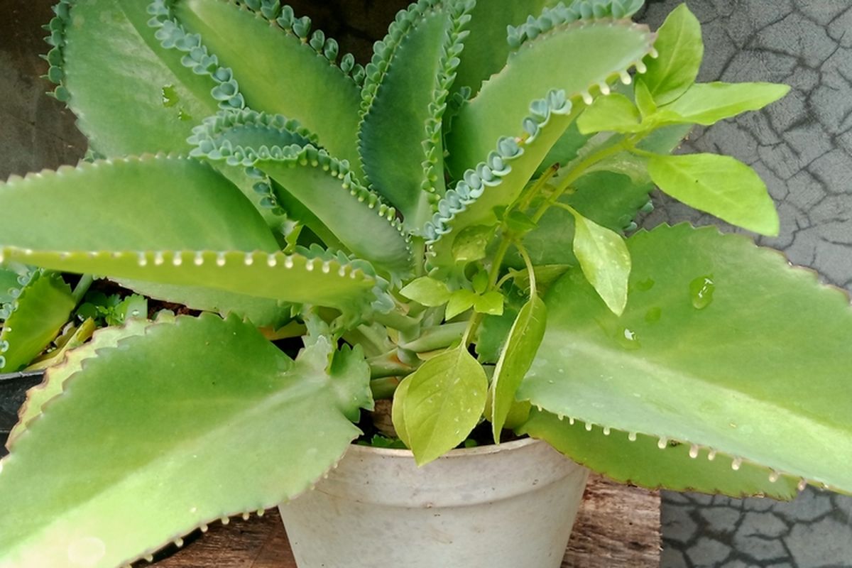 Ilustrasi tanaman cocor bebek, daun cocor bebek. 