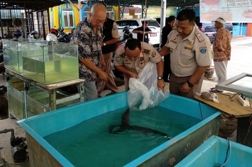 Ikan Aligator Ditemukan Dijual Bebas di Palembang   