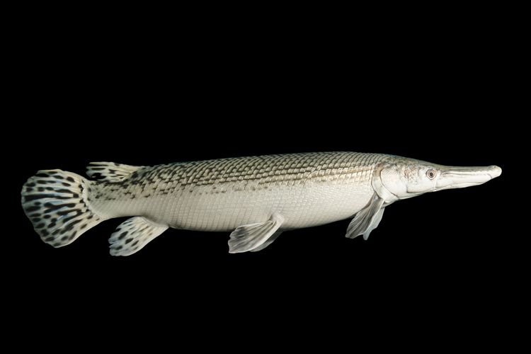 Ikan Aligator Gar adalah spesies ikan air tawar yang tidak boleh dipelihara di Indonesia. Sebab, ikan ini merupakan spesies ikan dari perairan di Amerika.