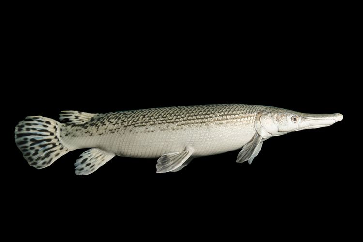 Ikan aligator