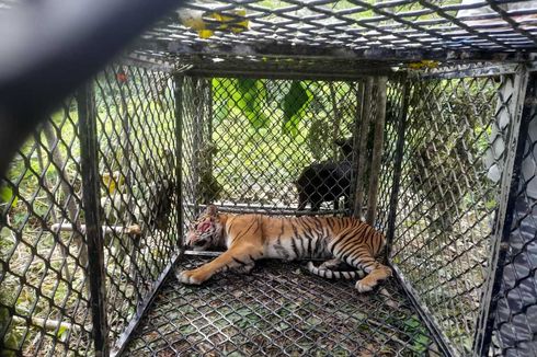 Harimau yang Diduga Terkam Warga Ditangkap Menggunakan Kandang Jebak