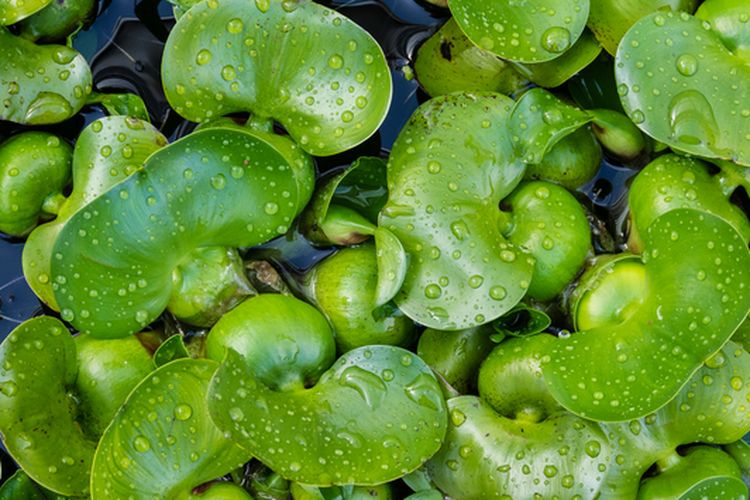 Ilustrasi tanaman eceng gondok. 