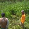 Tubuh Seorang Pencari Rumput Hilang Setelah Diterkam Buaya