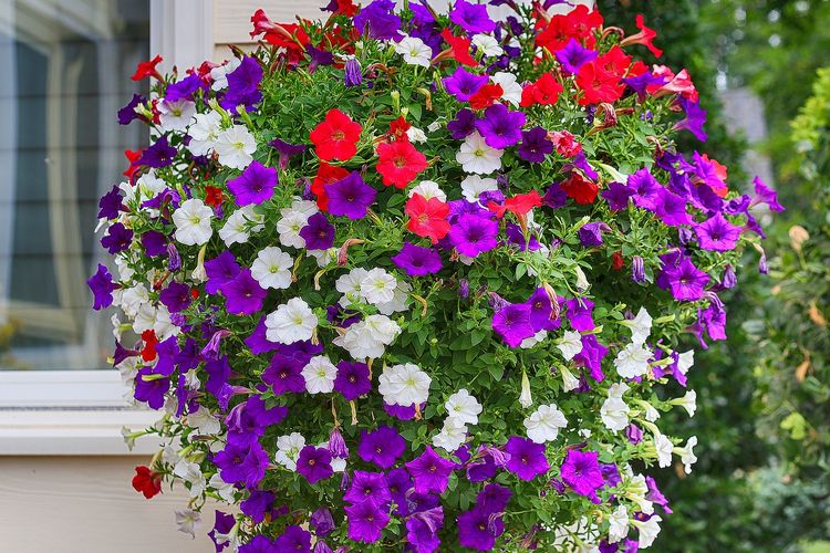 Ilustrasi bunga petunia.