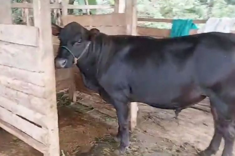 Ratusan ekor ternak sapi di Kabupaten Sinjai dan Kabupaten Bulukumba, Sulawesi Selatan mati mendadak. Selasa, (6/2/2024).