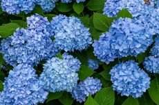 6 Jenis Bunga Berwarna Biru yang Cantik dan Menarik